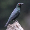Asian Glossy Starling �~�h���J���X���h�L