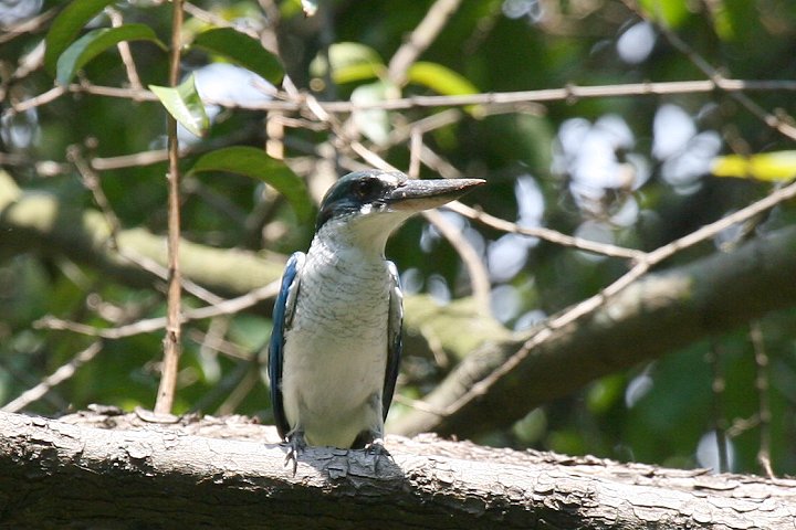 �i�����E�V���E�r��