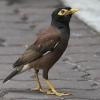 Common Myna �C���h�n�b�J