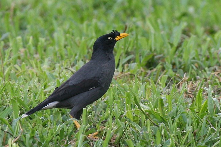 �W�����n�b�J