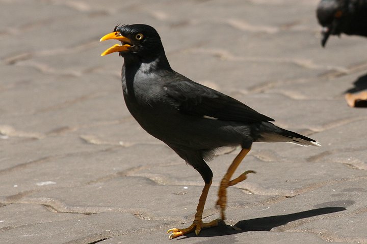 �W�����n�b�J