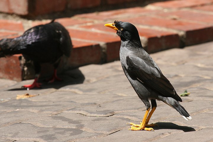 �W�����n�b�J