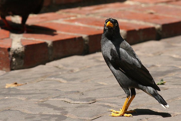 �W�����n�b�J