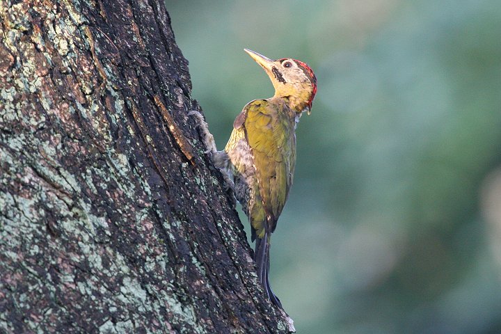 �^�P�A�I�Q��