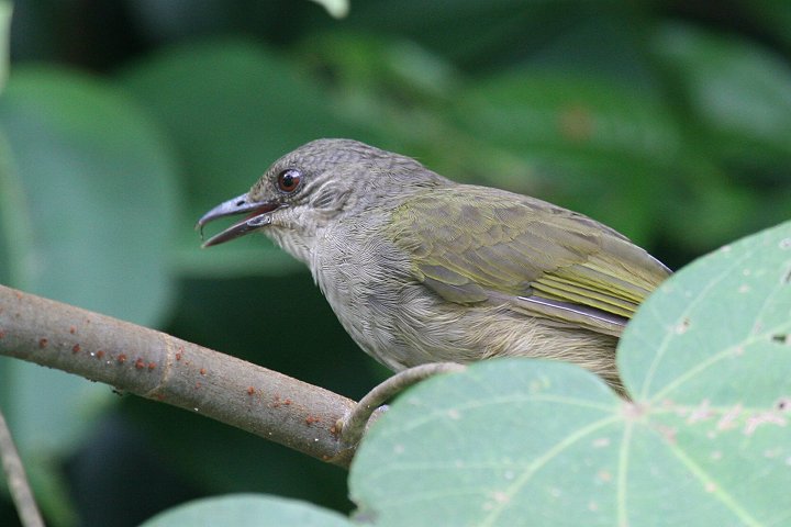 �A�J���q���h��