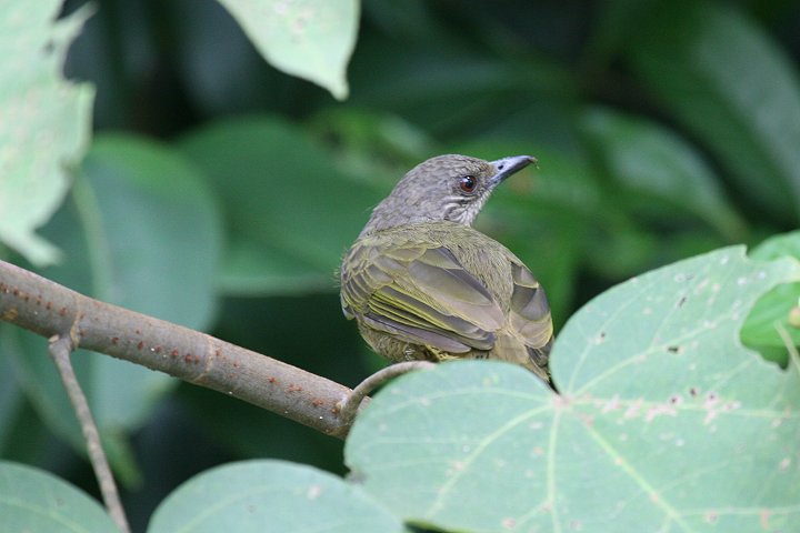 �A�J���q���h��