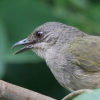 Olive-winged Bulbul �A�J���q���h��