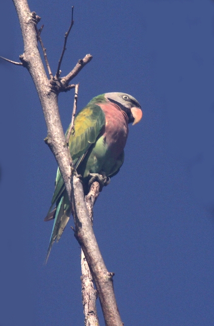 �_���}�C���R