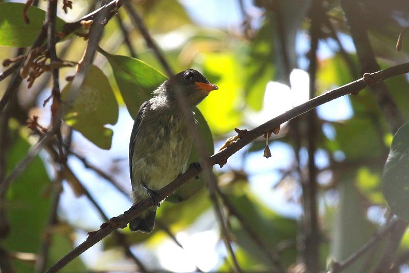 �Z�A�J�n�i�h���̗c��