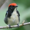 Scarlet-backed Flowerpecker �Z�A�J�n�i�h��