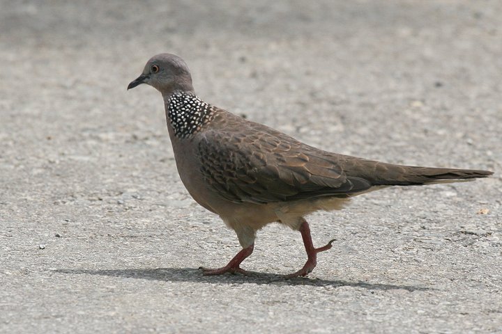 �J�m�R�o�g