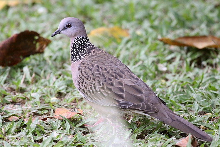 �J�m�R�o�g