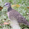 Spotted Dove �J�m�R�o�g