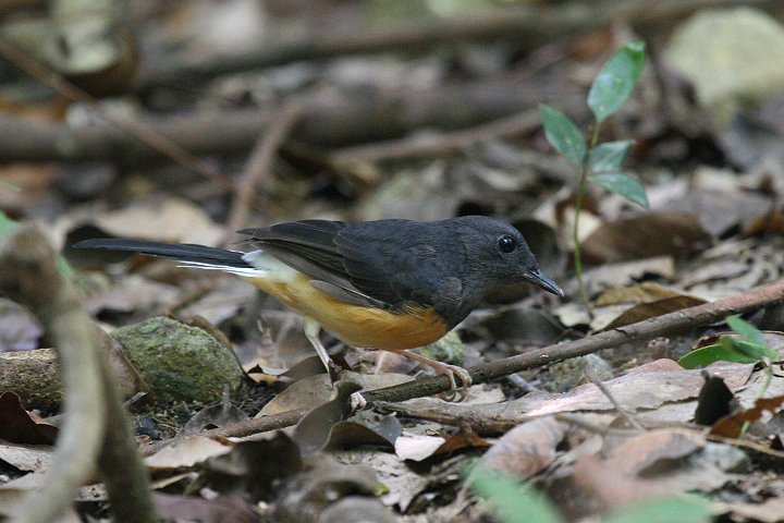 �A�J�n���V�L�`���E