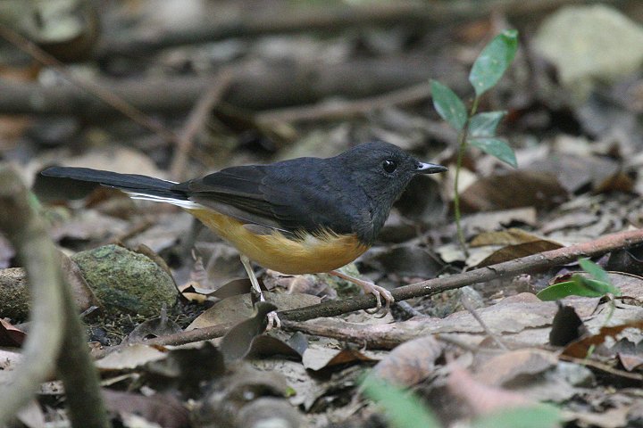 �A�J�n���V�L�`���E