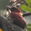 Banded Woodpecker �V�}�x�j�A�I�Q��