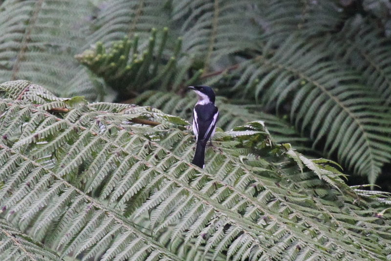 �q�^�L�T���V���E�N�C