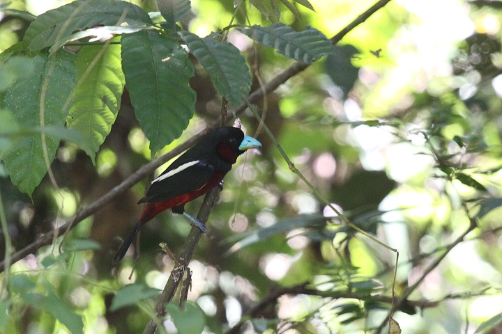 �N���A�J�q���n�V