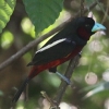 Black-and-red Broadbill �N���A�J�q���n�V