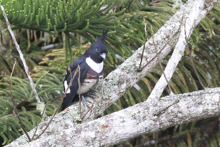 �N���J�b�R�E�n���u�T