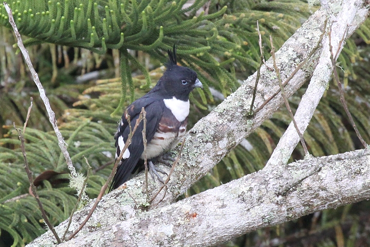 �N���J�b�R�E�n���u�T