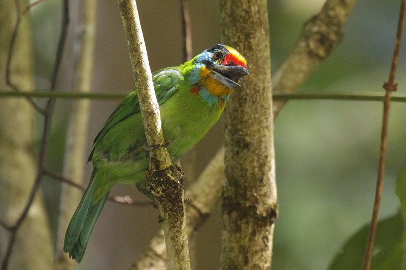 �S�V�L�h��