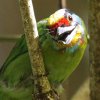 Black-browed Barbet �S�V�L�h��