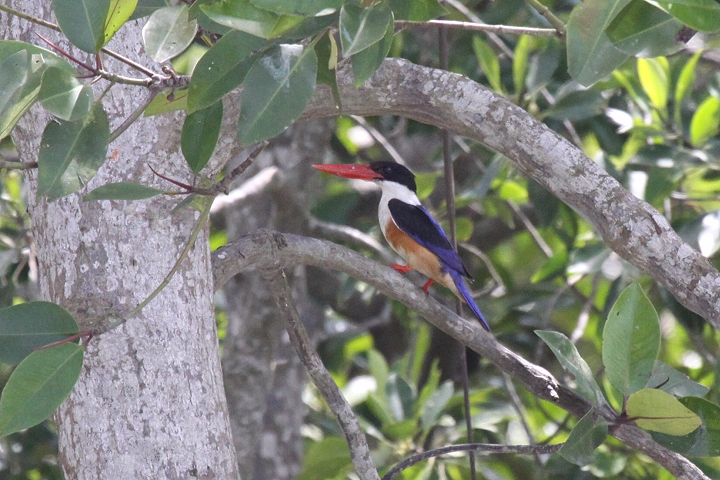 ���}�V���E�r��