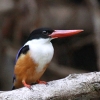 Black-capped Kingfisher ���}�V���E�r��