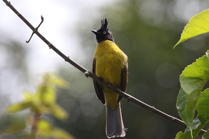 �G�{�V�q���h��