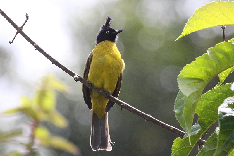 �G�{�V�q���h��