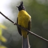 Black-crested Bulbul �G�{�V�q���h��