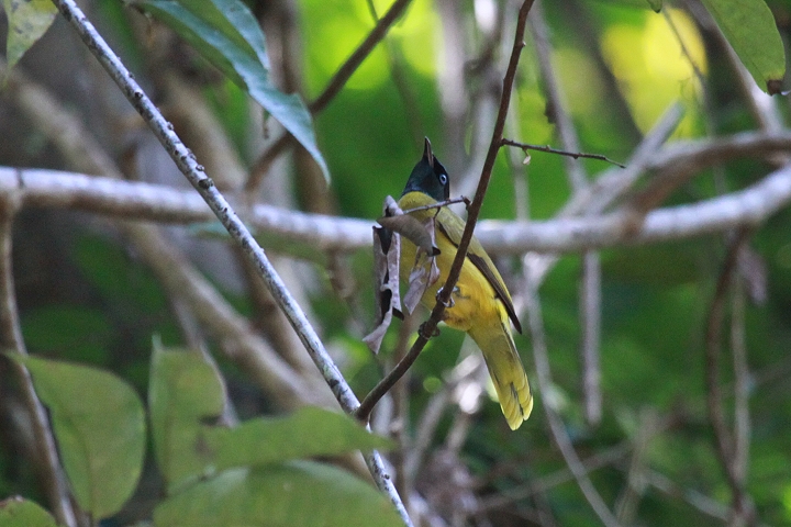 �Y�O���q���h��