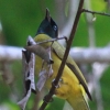 Black-headed Bulbul �Y�O���q���h��