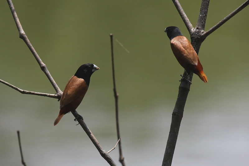 �M���o��