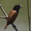 Black-headed Munia �M���o��