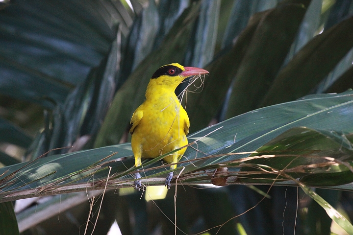 �R�E���C�E�O�C�X