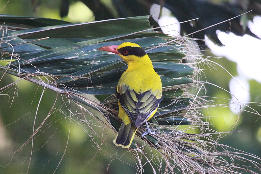 �R�E���C�E�O�C�X