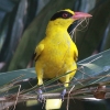 Black-naped Oriole �R�E���C�E�O�C�X