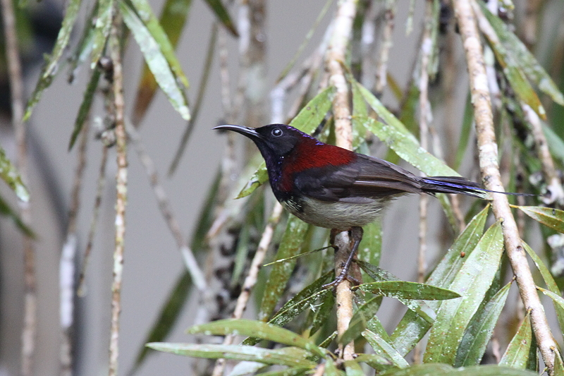 ���i�O���^�C���E�`���E