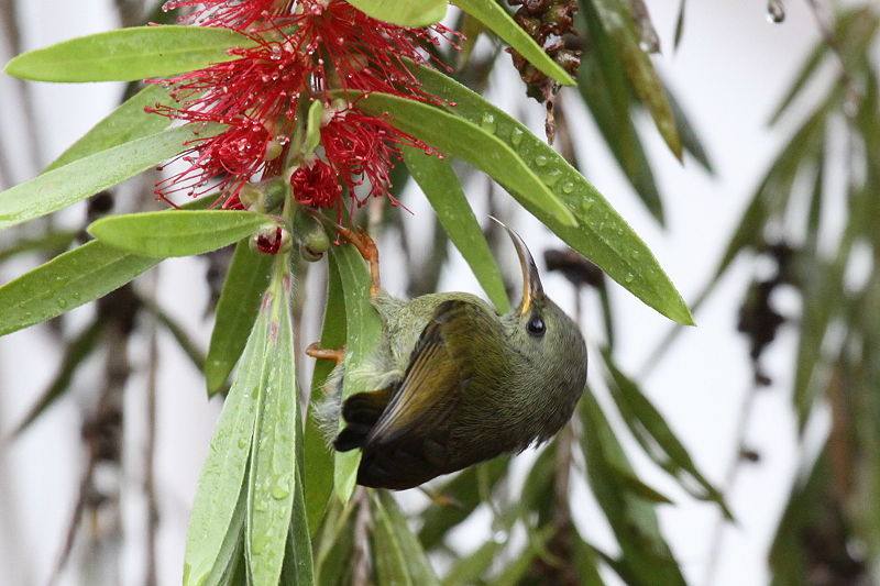 ���i�O���^�C���E�`���E