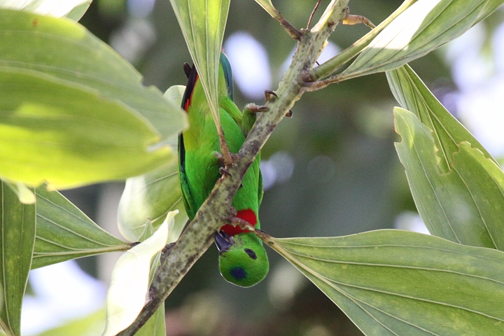 �T�g�E�`���E