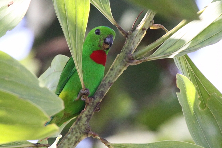 �T�g�E�`���E