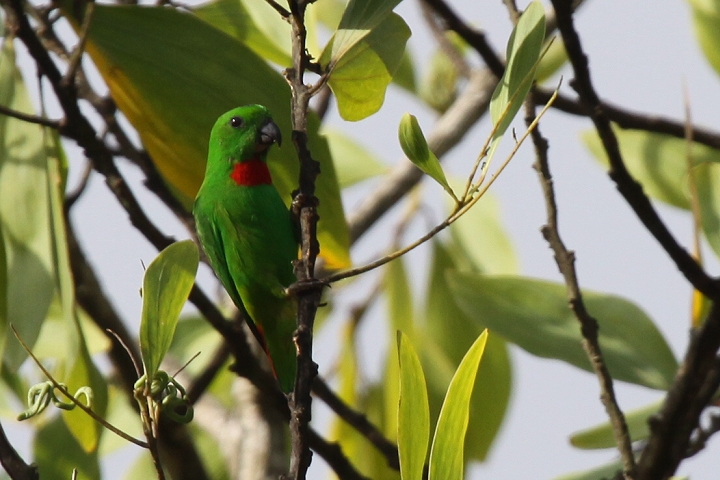 �T�g�E�`���E