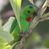Blue-crowned Hanging Parrot �T�g�E�`���E