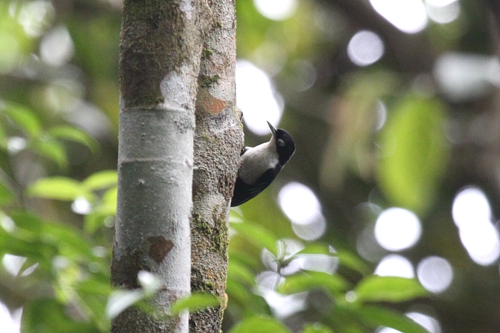 �Y�O���S�V���E�J��