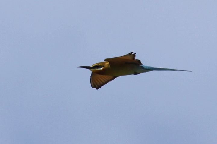 �n���I�n�`�N�C