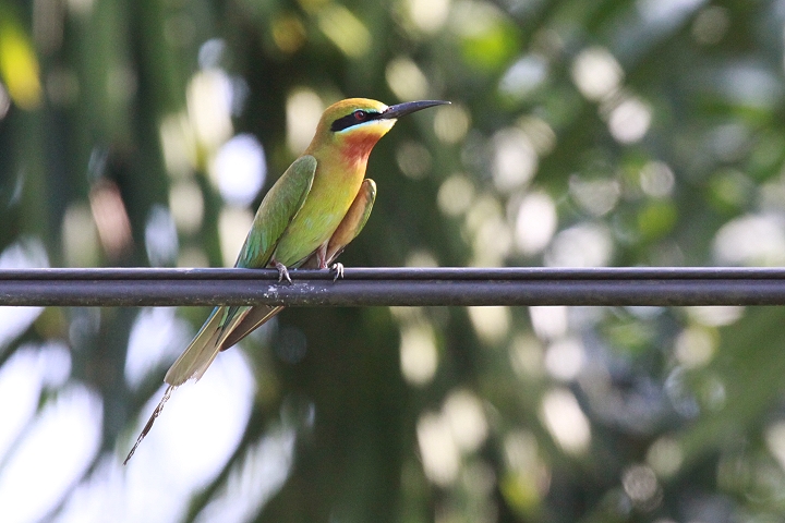 �n���I�n�`�N�C