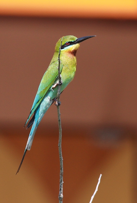 �n���I�n�`�N�C