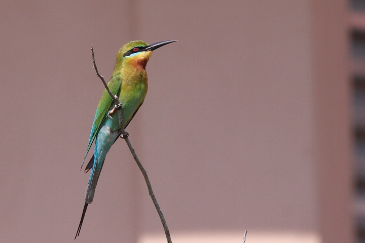 �n���I�n�`�N�C